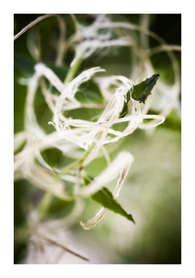 Végétal / 4208, 2008 by Laetizia Bazzoni